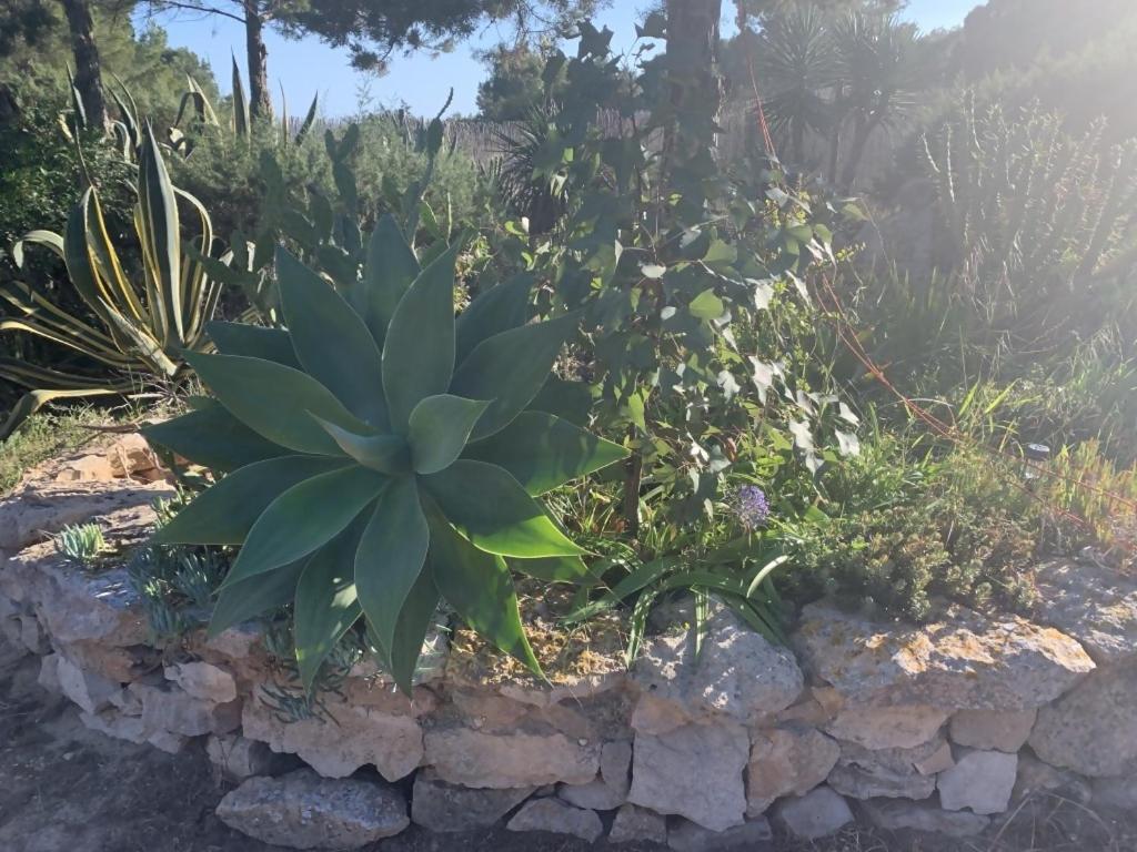 Casa Goro Formentera Villa Playa Migjorn Dış mekan fotoğraf